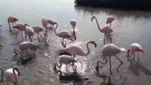 Une jolie vidéo de flamands roses pendant la crise sanitaire